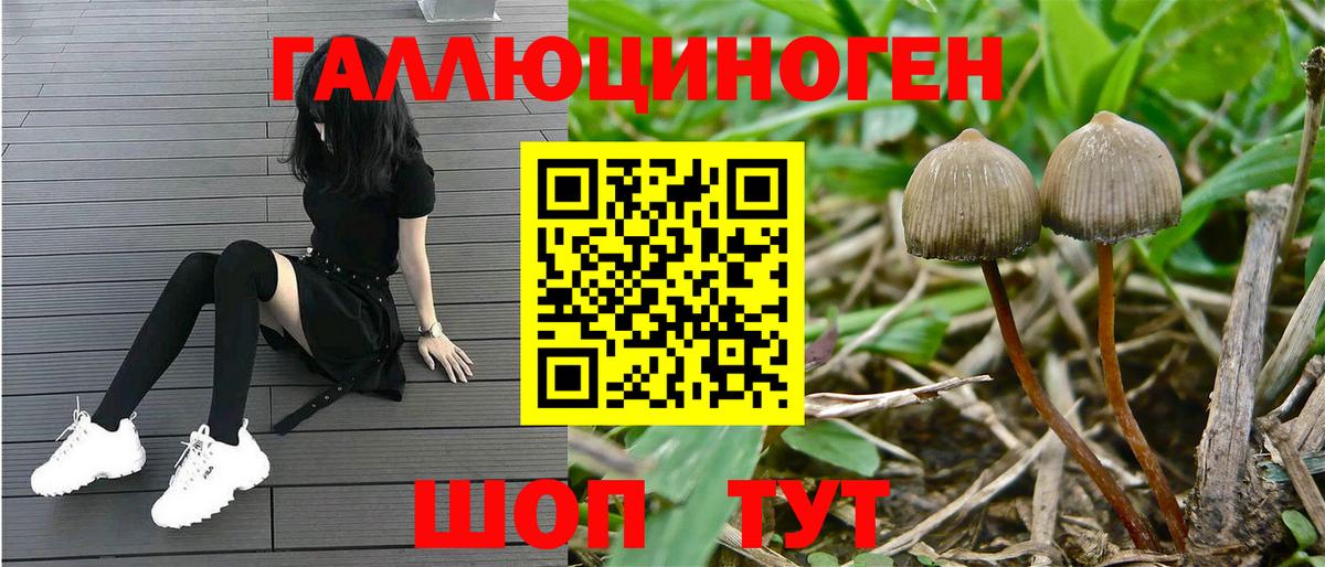 Псилоцибиновые грибы Cubensis Курчатов